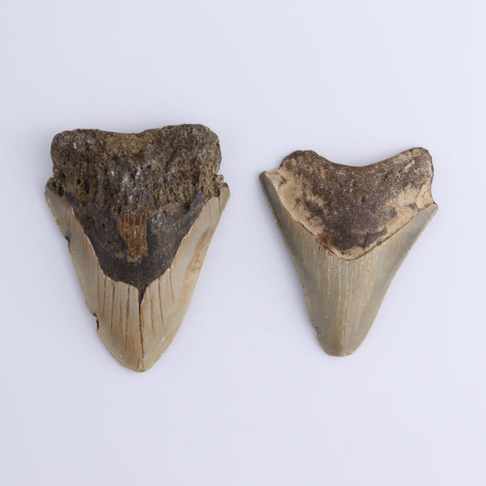 Megalodon Teeth Set of 2 - Expert Wholesale and Supplier of Wholesale Crystals & Bulk Gemstones, ["Megalodon Teeth","United States"]