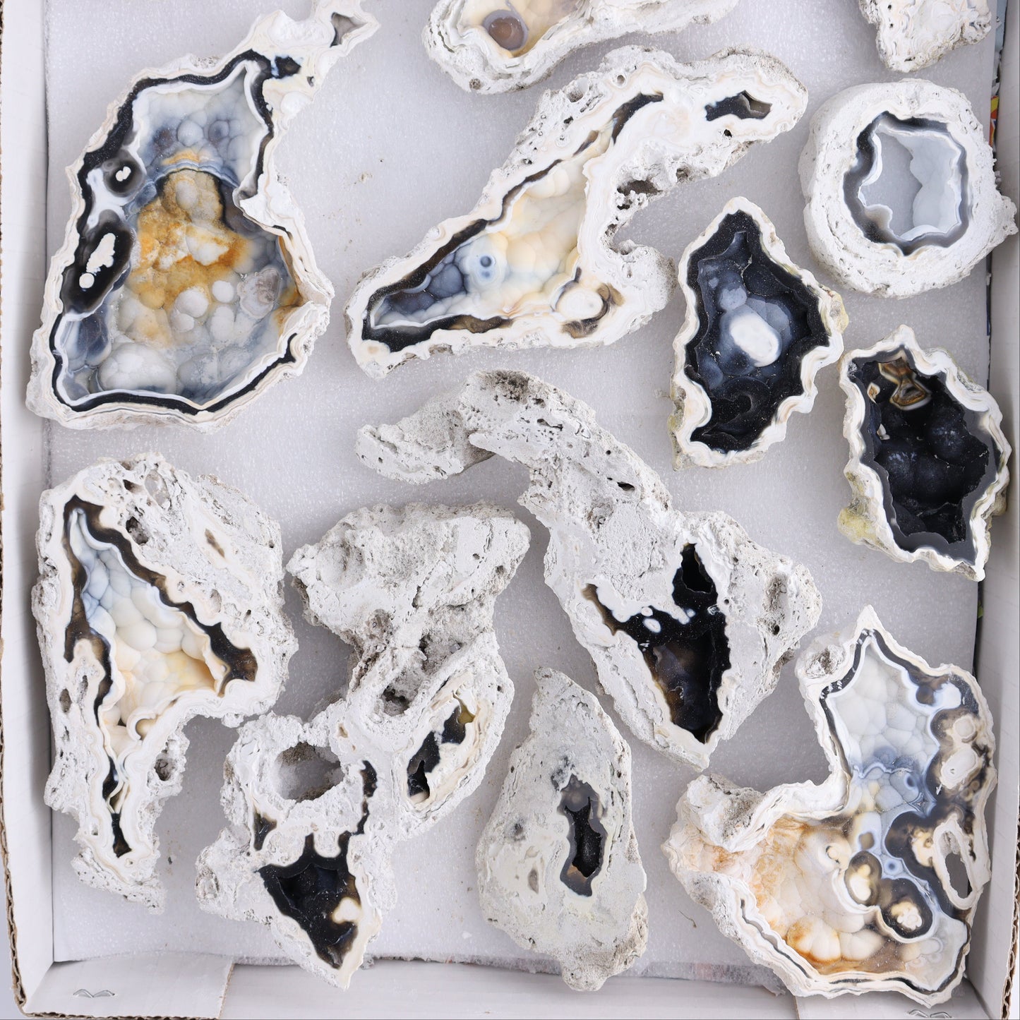 Agatized Coral Flat - Expert Wholesale and Supplier of Wholesale Crystals & Bulk Gemstones, ["Agate","Agatized Coral","Coral","United States"]