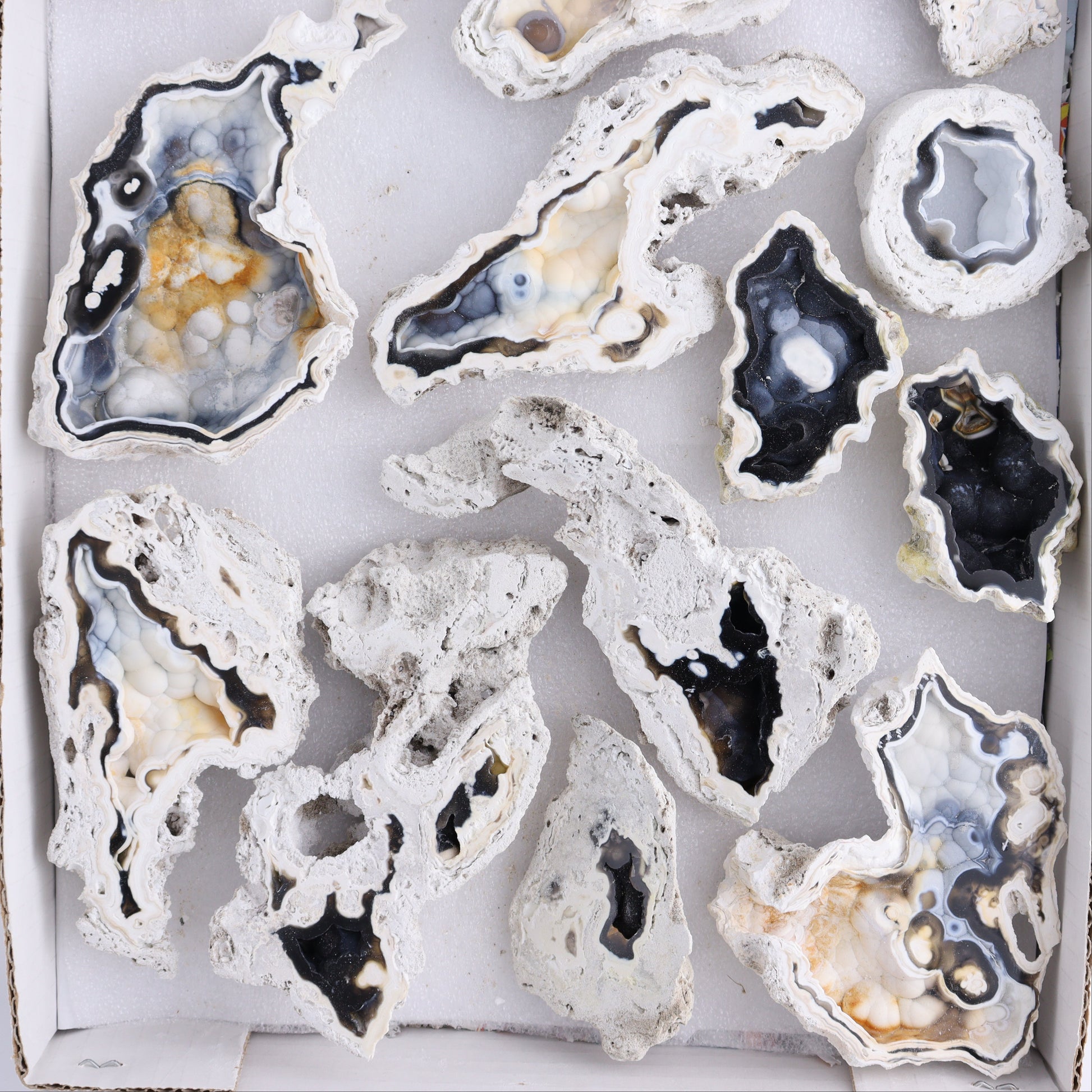 Agatized Coral Flat - Expert Wholesale and Supplier of Wholesale Crystals & Bulk Gemstones, ["Agate","Agatized Coral","Coral","United States"]