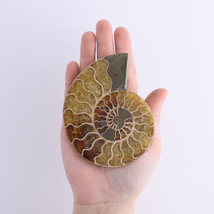 Ammonite Shells Set of 8 - Expert Wholesale and Supplier of Wholesale Crystals & Bulk Gemstones, ["Ammonite","Madagascar","shells"]