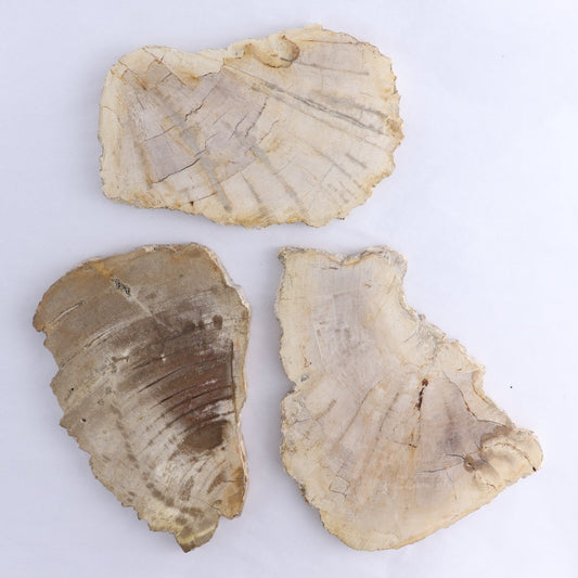 Petrified Wood Slices & Slabs Set of 3