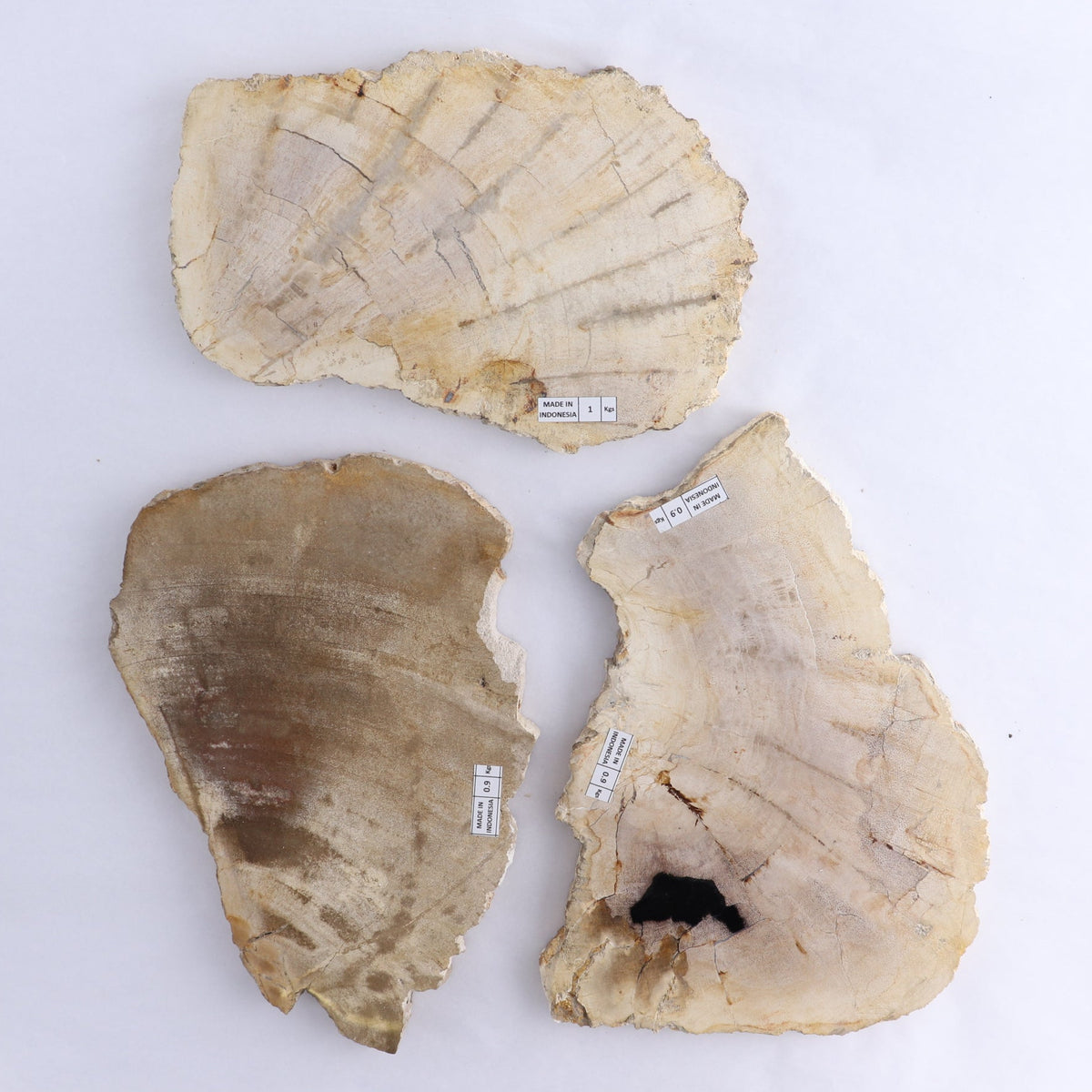 Petrified Wood Slices & Slabs Set of 3