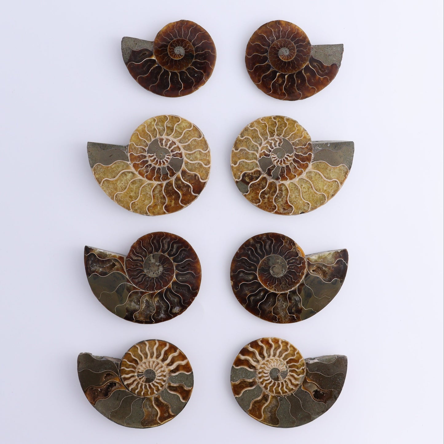 Ammonite Shells Set of 8 - Expert Wholesale and Supplier of Wholesale Crystals & Bulk Gemstones, ["Ammonite","Madagascar","shells"]