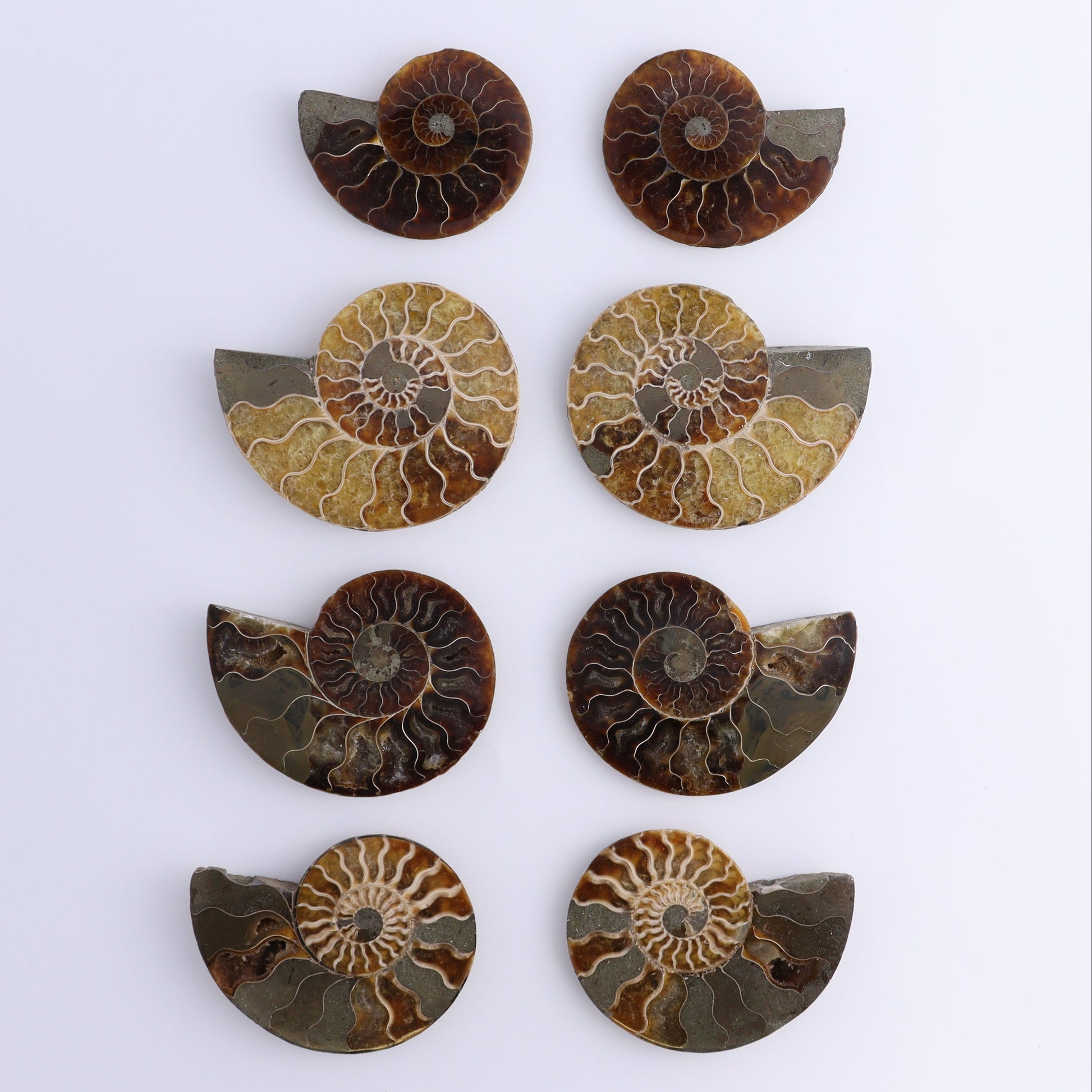 Ammonite Shells Set of 8 - Expert Wholesale and Supplier of Wholesale Crystals & Bulk Gemstones, ["Ammonite","Madagascar","shells"]
