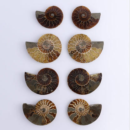 Ammonite Shells Set of 8 - Expert Wholesale and Supplier of Wholesale Crystals & Bulk Gemstones, ["Ammonite","Madagascar","shells"]