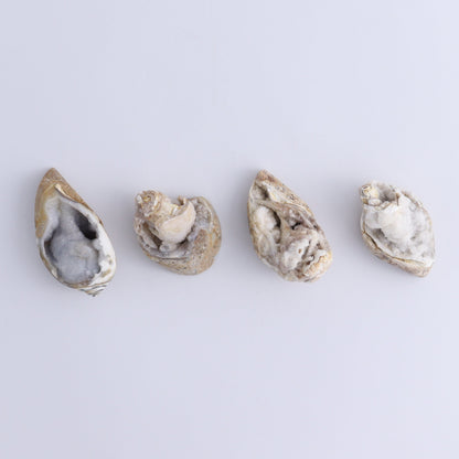 Crystalized Shells Set of 12 - Expert Wholesale and Supplier of Wholesale Crystals & Bulk Gemstones, ["Crystalized Shell","India","shell","shells"]