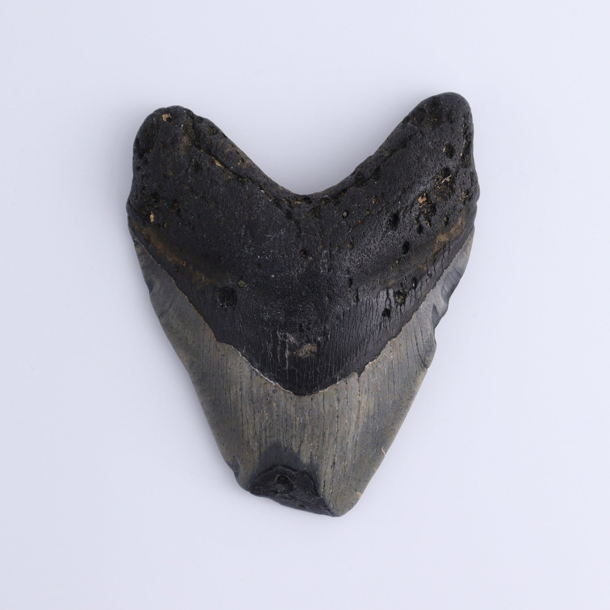 Megalodon Teeth Set of 3 - Expert Wholesale and Supplier of Wholesale Crystals & Bulk Gemstones, ["Megalodon Teeth","United States"]