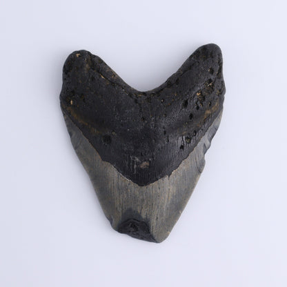 Megalodon Teeth Set of 3 - Expert Wholesale and Supplier of Wholesale Crystals & Bulk Gemstones, ["Megalodon Teeth","United States"]
