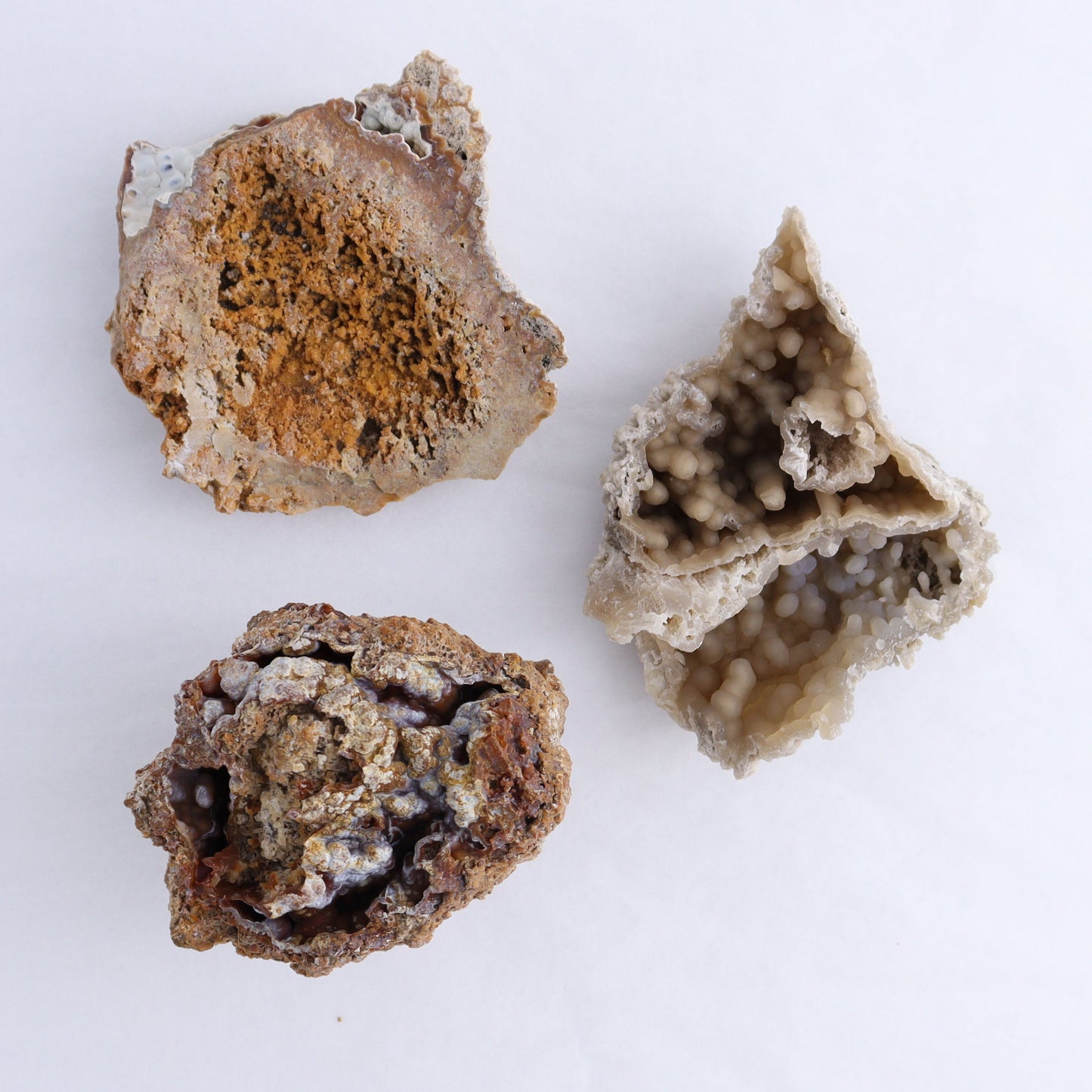 Agatized Coral Flat - Expert Wholesale and Supplier of Wholesale Crystals & Bulk Gemstones, ["Agate","Agatized Coral","Coral","United States"]
