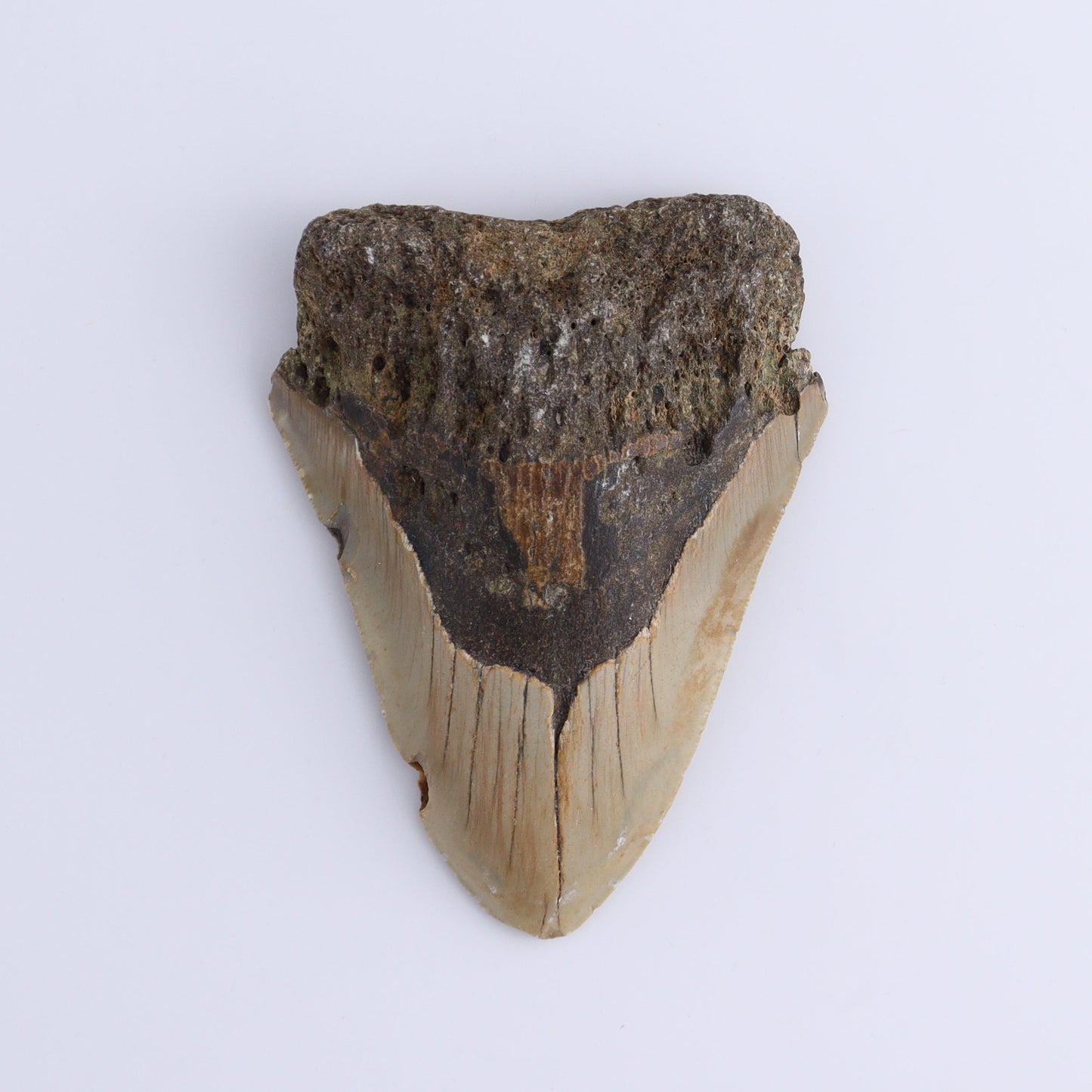 Megalodon Teeth Set of 2 - Expert Wholesale and Supplier of Wholesale Crystals & Bulk Gemstones, ["Megalodon Teeth","United States"]