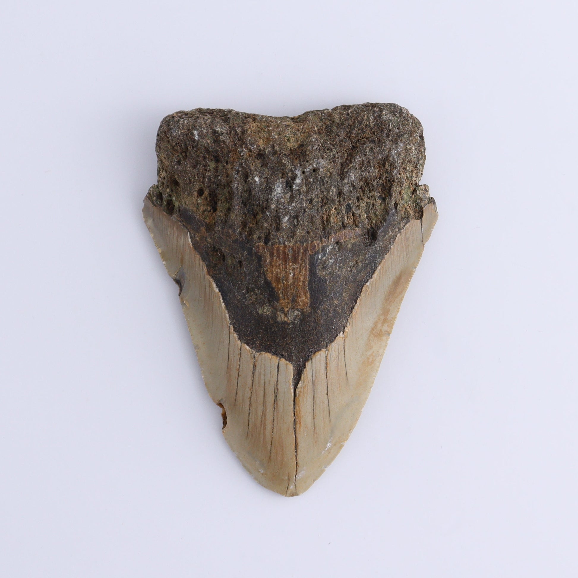 Megalodon Teeth Set of 2 - Expert Wholesale and Supplier of Wholesale Crystals & Bulk Gemstones, ["Megalodon Teeth","United States"]