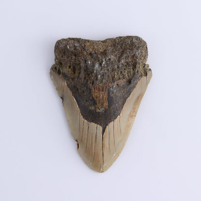 Megalodon Teeth Set of 2 - Expert Wholesale and Supplier of Wholesale Crystals & Bulk Gemstones, ["Megalodon Teeth","United States"]