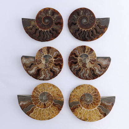 Ammonite Shells Set of 6 - Expert Wholesale and Supplier of Wholesale Crystals & Bulk Gemstones, ["Ammonite","Madagascar","shells"]