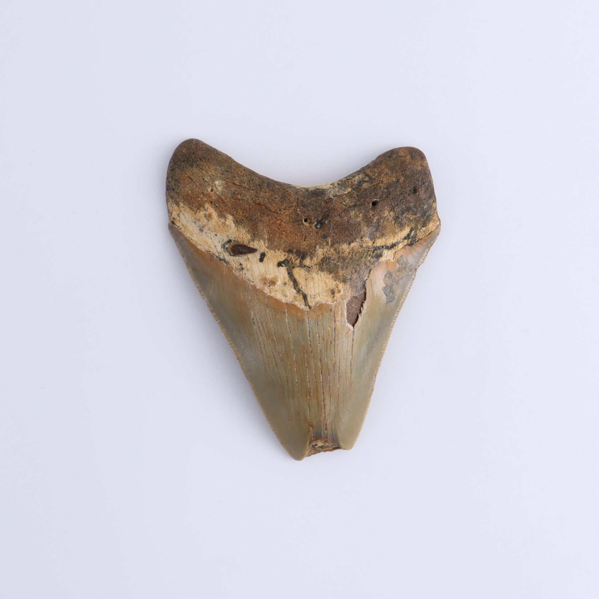 Megalodon Teeth Set of 3 - Expert Wholesale and Supplier of Wholesale Crystals & Bulk Gemstones, ["Megalodon Teeth","United States"]