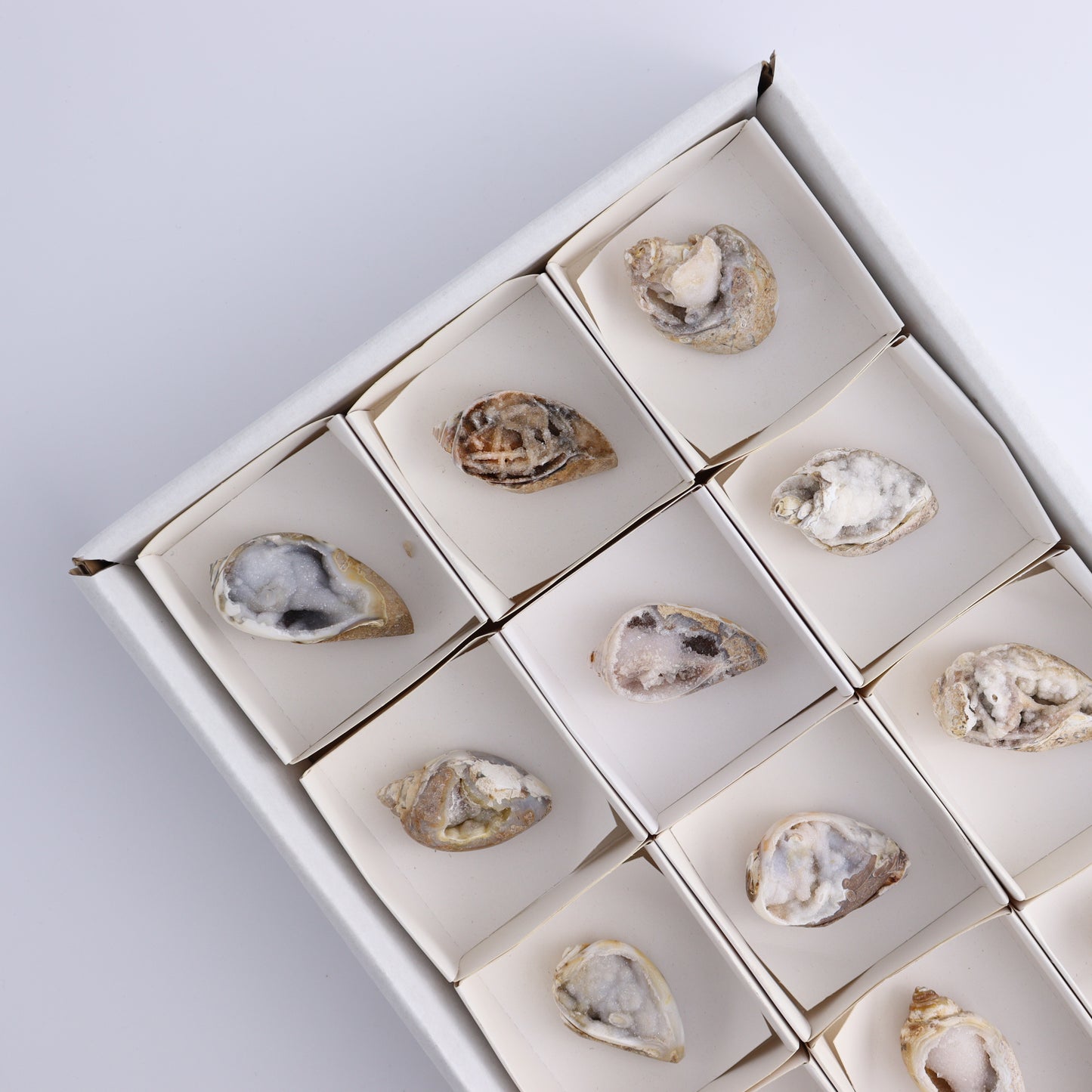 Crystalized Shells Set of 12 - Expert Wholesale and Supplier of Wholesale Crystals & Bulk Gemstones, ["Crystalized Shell","India","shell","shells"]