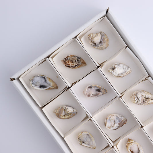 Crystalized Shells Set of 12 - Expert Wholesale and Supplier of Wholesale Crystals & Bulk Gemstones, ["Crystalized Shell","India","shell","shells"]