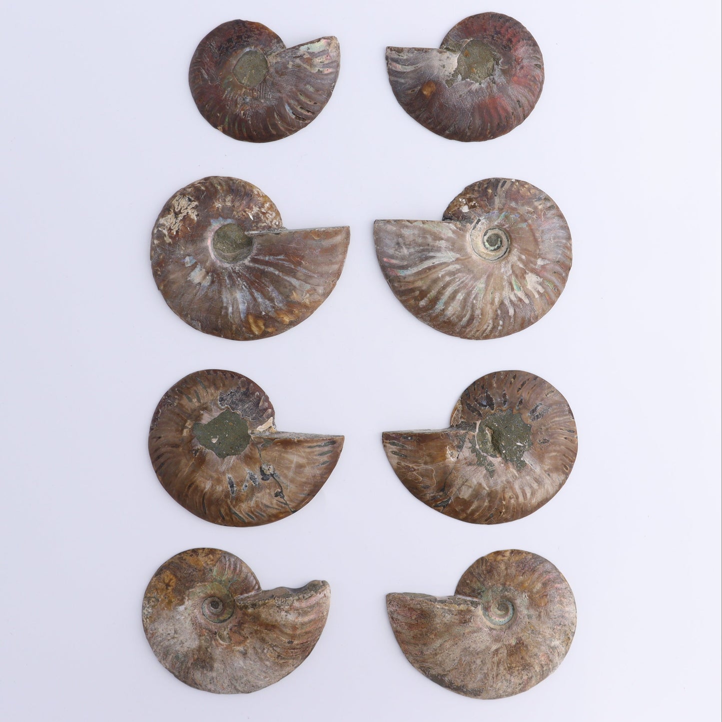 Ammonite Shells Set of 8 - Expert Wholesale and Supplier of Wholesale Crystals & Bulk Gemstones, ["Ammonite","Madagascar","shells"]
