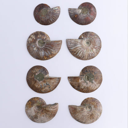 Ammonite Shells Set of 8 - Expert Wholesale and Supplier of Wholesale Crystals & Bulk Gemstones, ["Ammonite","Madagascar","shells"]