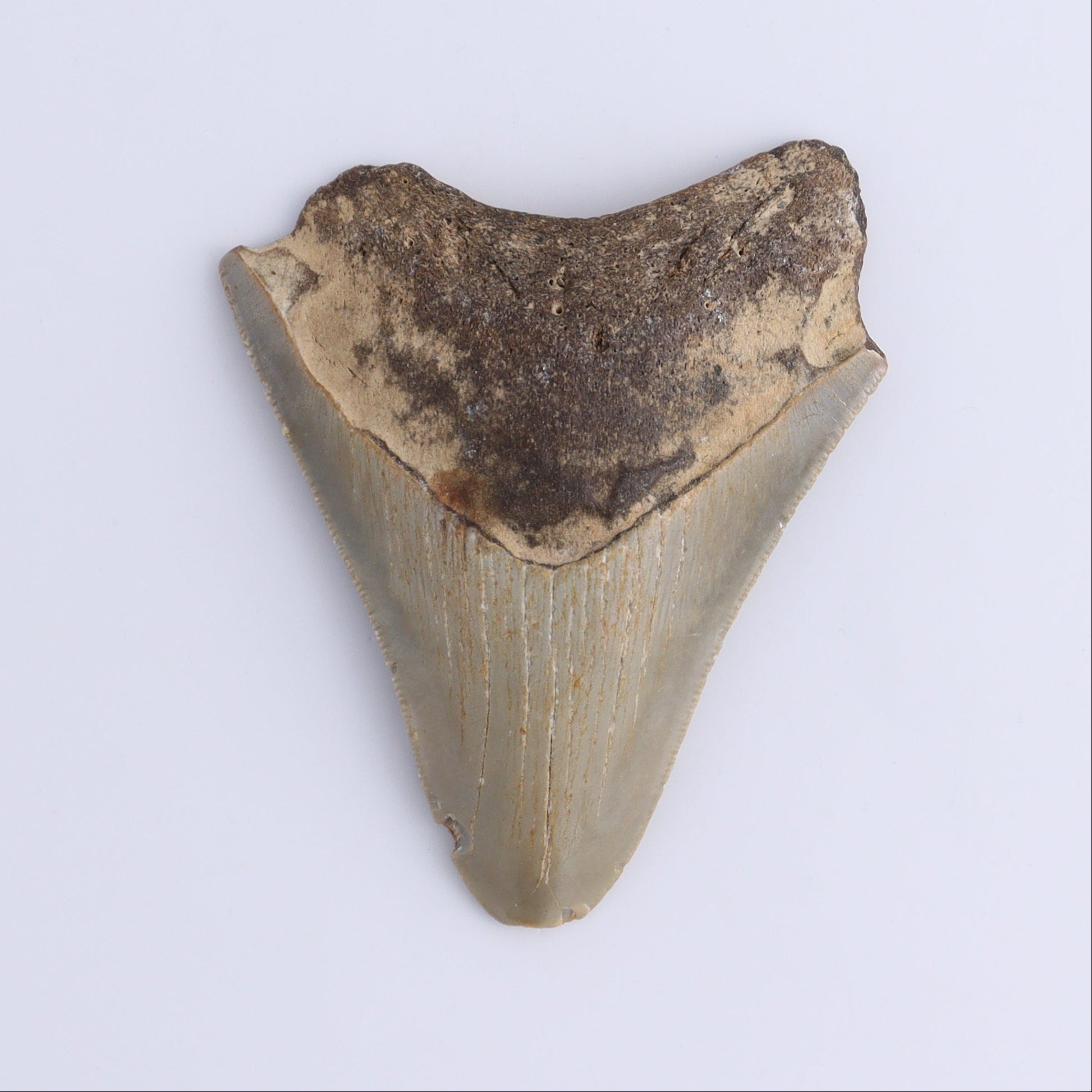 Megalodon Teeth Set of 2 - Expert Wholesale and Supplier of Wholesale Crystals & Bulk Gemstones, ["Megalodon Teeth","United States"]