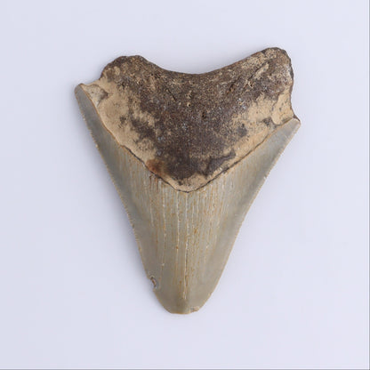 Megalodon Teeth Set of 2 - Expert Wholesale and Supplier of Wholesale Crystals & Bulk Gemstones, ["Megalodon Teeth","United States"]