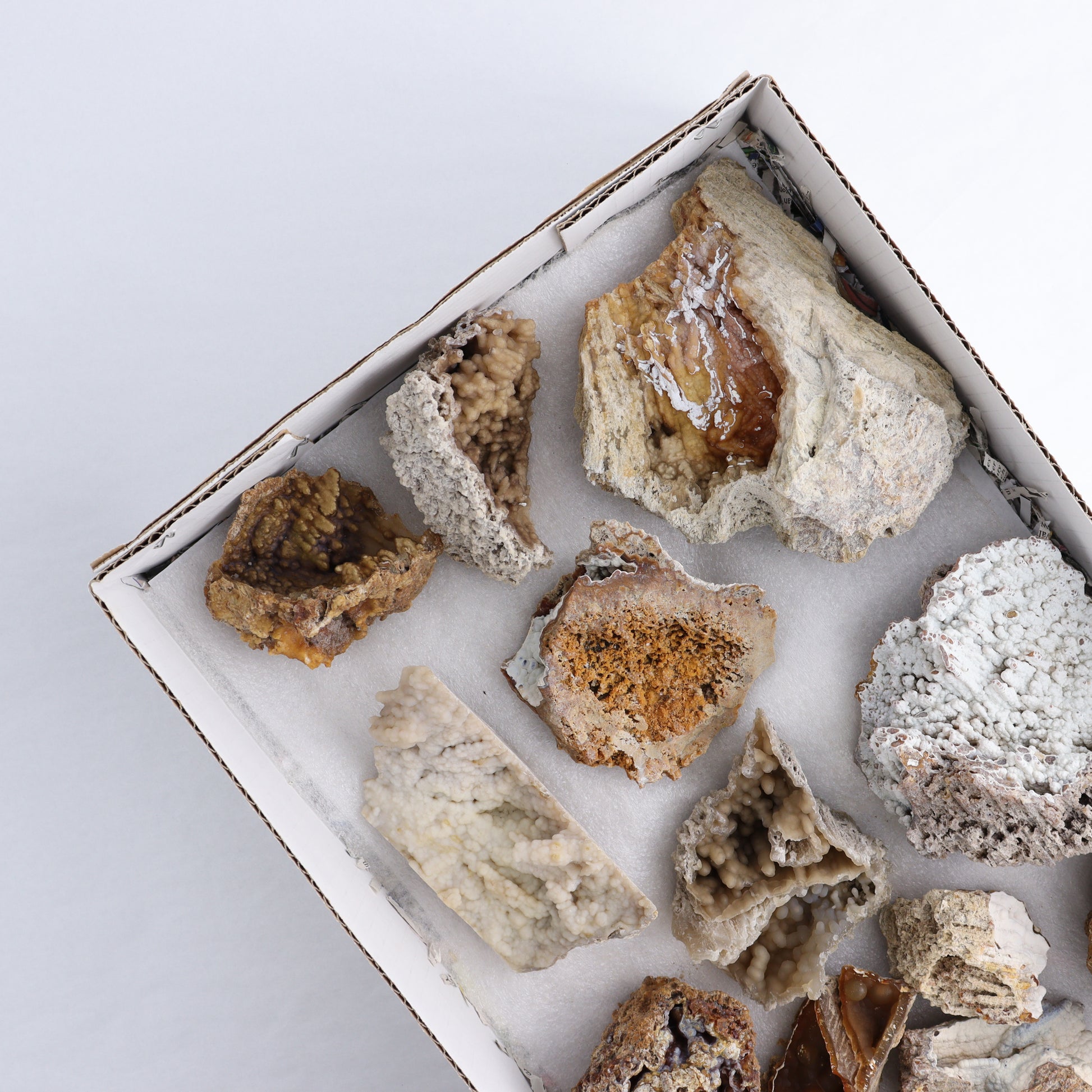 Agatized Coral Flat - Expert Wholesale and Supplier of Wholesale Crystals & Bulk Gemstones, ["Agate","Agatized Coral","Coral","United States"]