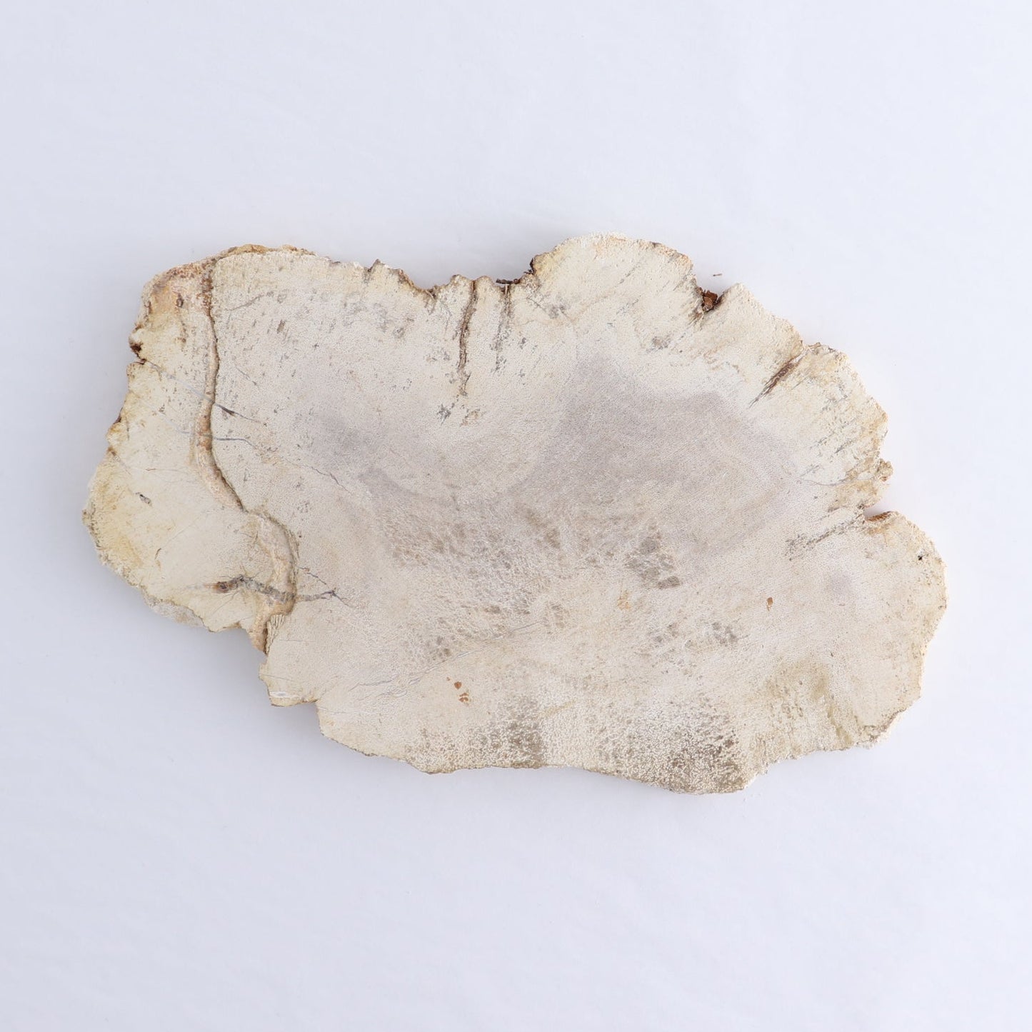 Petrified Wood Slices & Slabs Set of 3