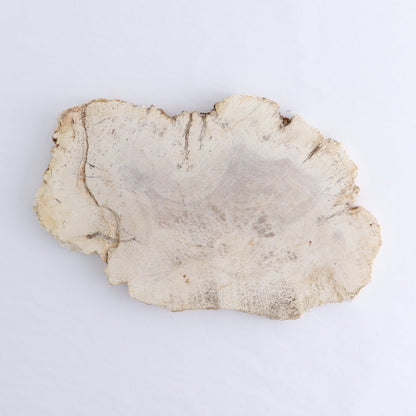 Petrified Wood Slices & Slabs Set of 3