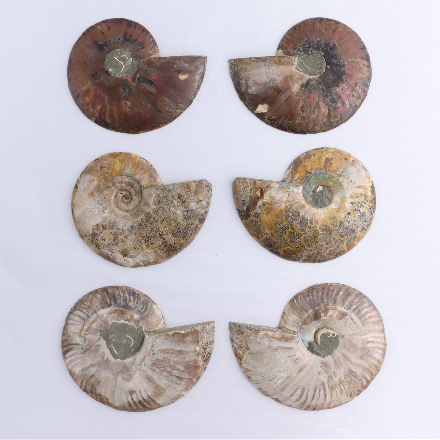 Ammonite Shells Set of 6 - Expert Wholesale and Supplier of Wholesale Crystals & Bulk Gemstones, ["Ammonite","Madagascar","shells"]