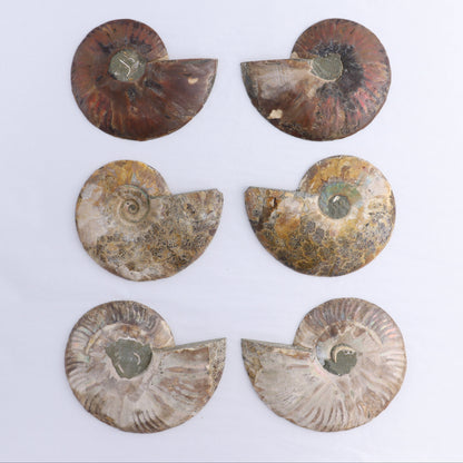 Ammonite Shells Set of 6 - Expert Wholesale and Supplier of Wholesale Crystals & Bulk Gemstones, ["Ammonite","Madagascar","shells"]