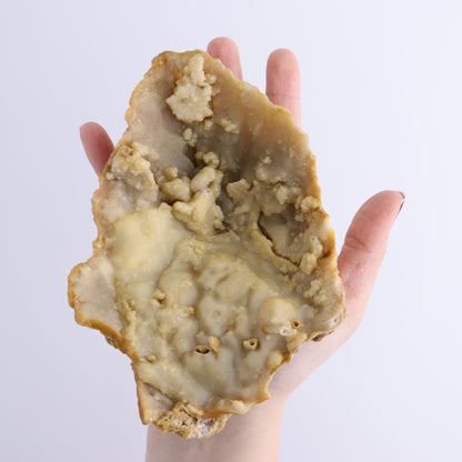 Agatized Coral Flat - Expert Wholesale and Supplier of Wholesale Crystals & Bulk Gemstones, ["Agate","Agatized Coral","Coral","United States"]