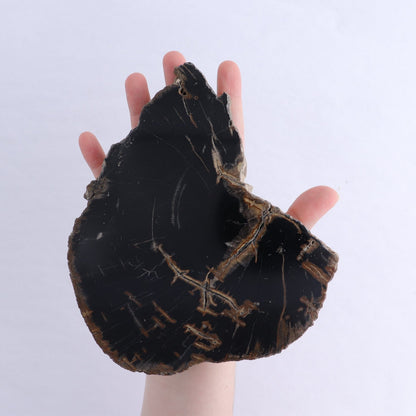 Petrified Wood Slices & Slabs Set of 3