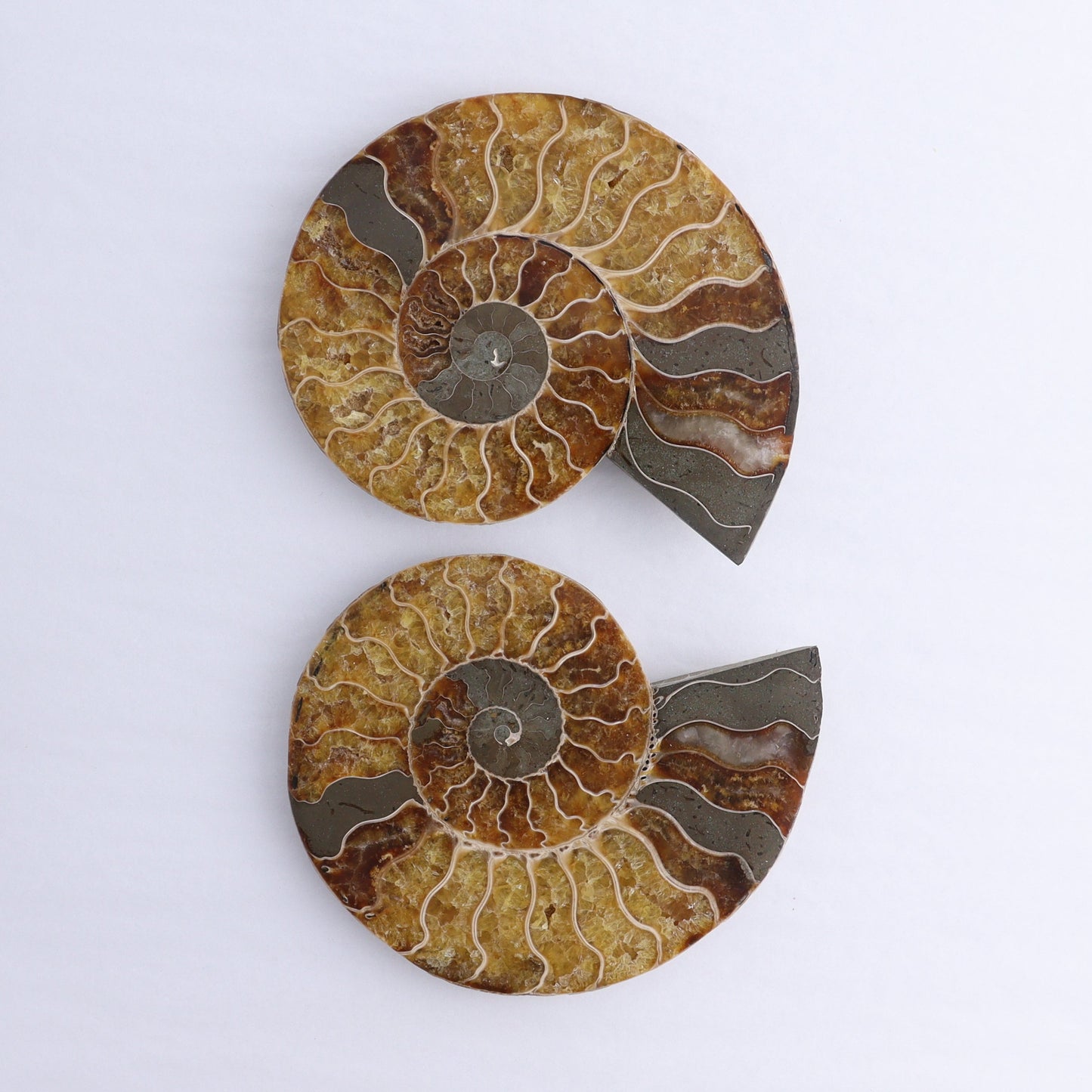 Ammonite Shells Set of 6 - Expert Wholesale and Supplier of Wholesale Crystals & Bulk Gemstones, ["Ammonite","Madagascar","shells"]