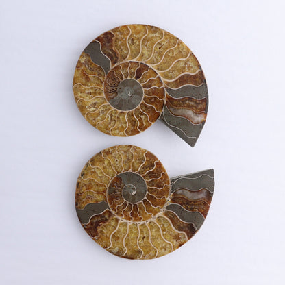 Ammonite Shells Set of 6 - Expert Wholesale and Supplier of Wholesale Crystals & Bulk Gemstones, ["Ammonite","Madagascar","shells"]