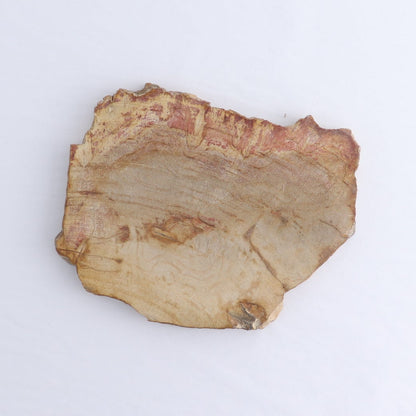 Petrified Wood Slices & Slabs Set of 3