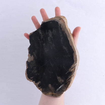 Petrified Wood Slices & Slabs Set of 3