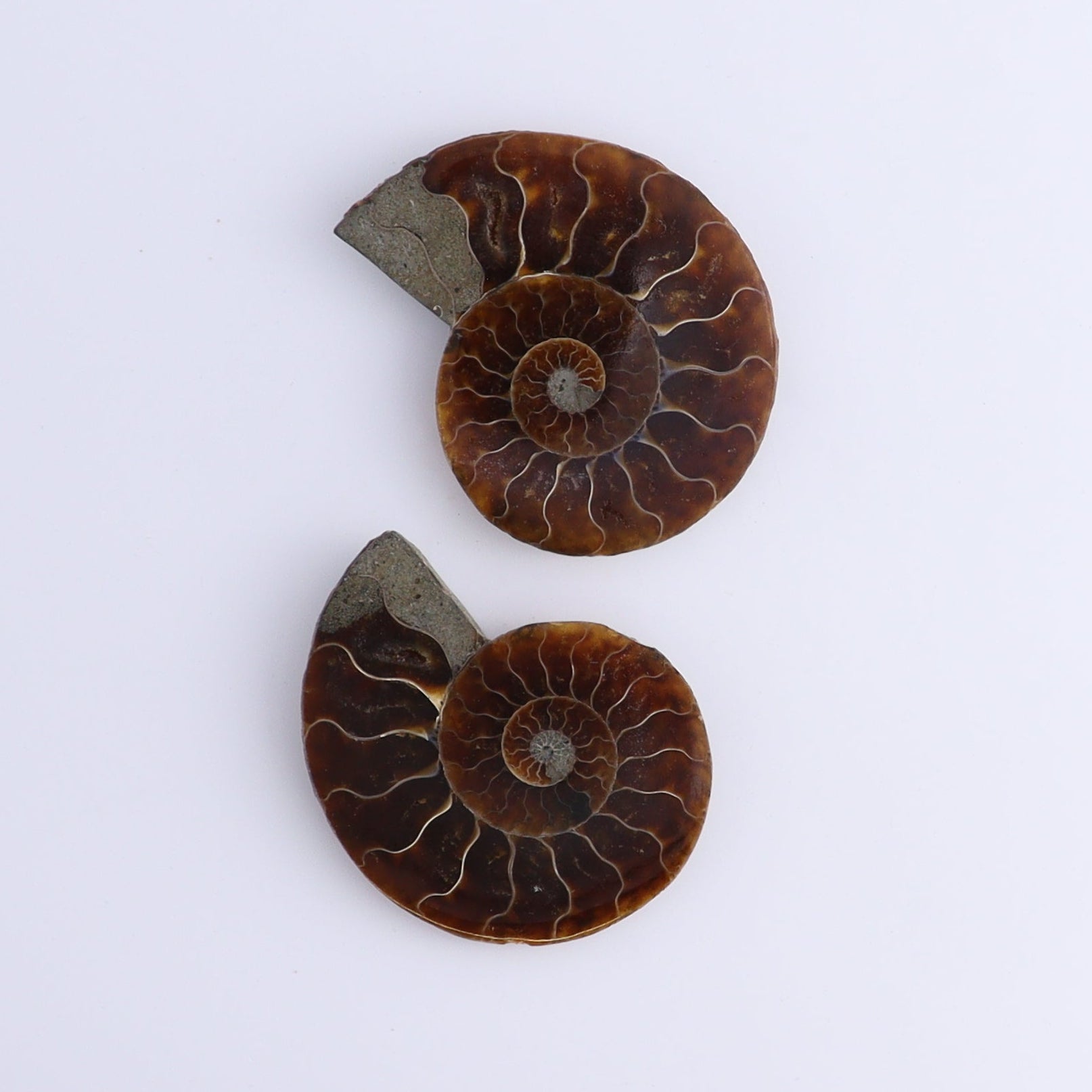Ammonite Shells Set of 8 - Expert Wholesale and Supplier of Wholesale Crystals & Bulk Gemstones, ["Ammonite","Madagascar","shells"]