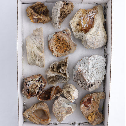 Agatized Coral Flat - Expert Wholesale and Supplier of Wholesale Crystals & Bulk Gemstones, ["Agate","Agatized Coral","Coral","United States"]