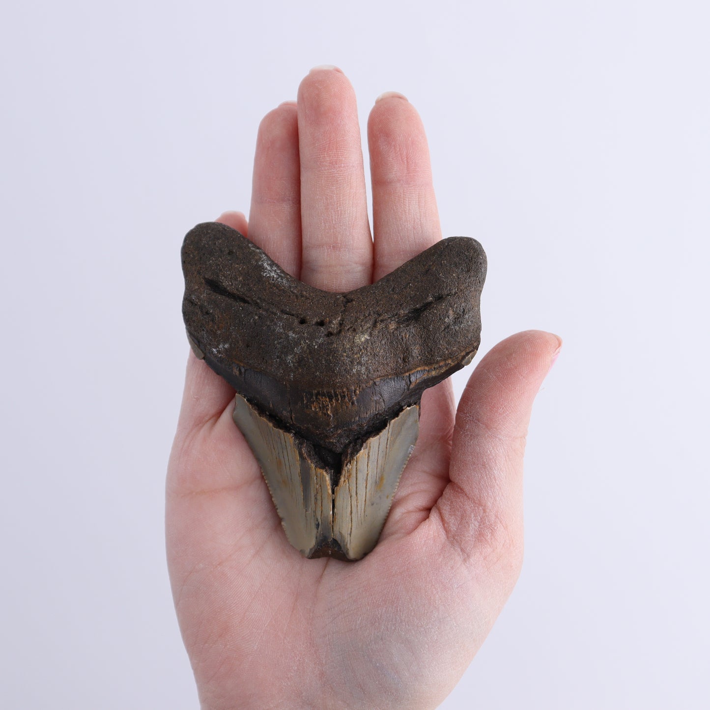 Megalodon Teeth Set of 2 - Expert Wholesale and Supplier of Wholesale Crystals & Bulk Gemstones, ["Megalodon Teeth","United States"]