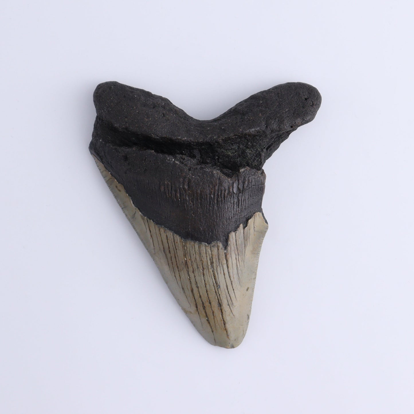 Megalodon Teeth Set of 3 - Expert Wholesale and Supplier of Wholesale Crystals & Bulk Gemstones, ["Megalodon Teeth","United States"]