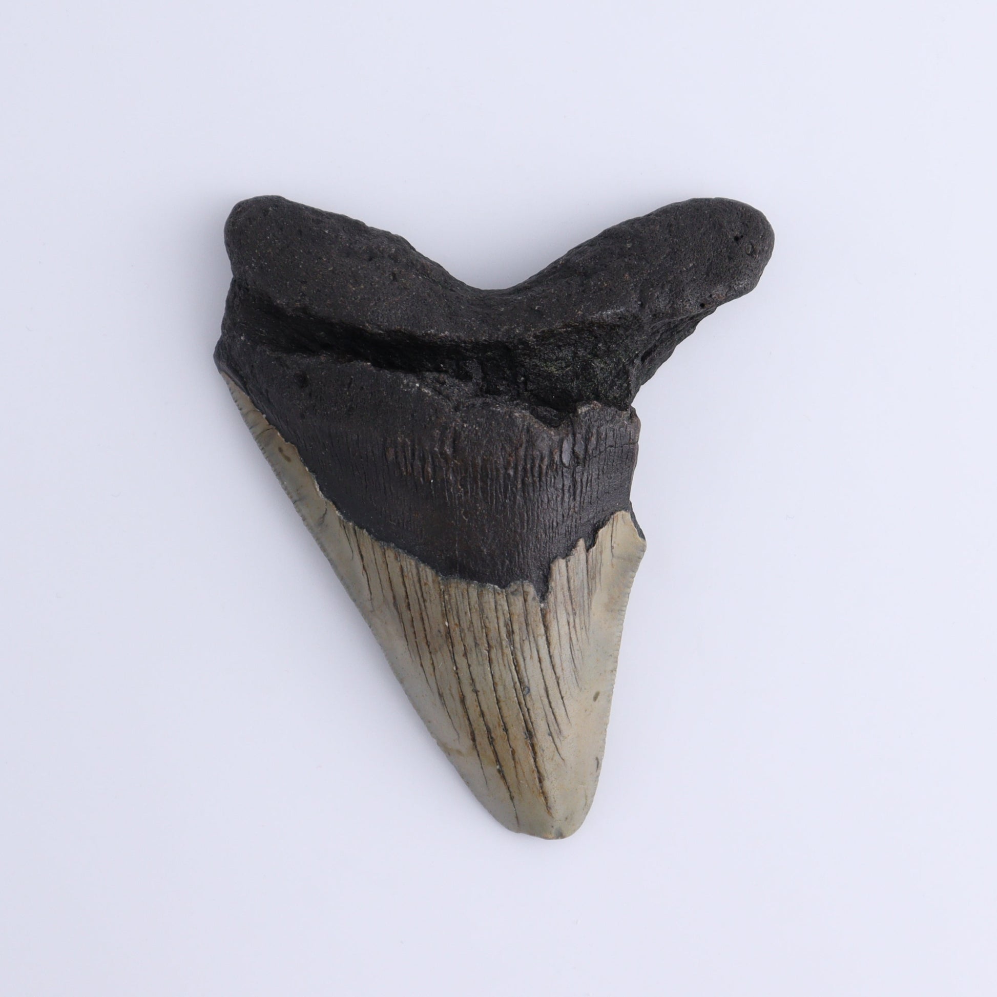 Megalodon Teeth Set of 3 - Expert Wholesale and Supplier of Wholesale Crystals & Bulk Gemstones, ["Megalodon Teeth","United States"]
