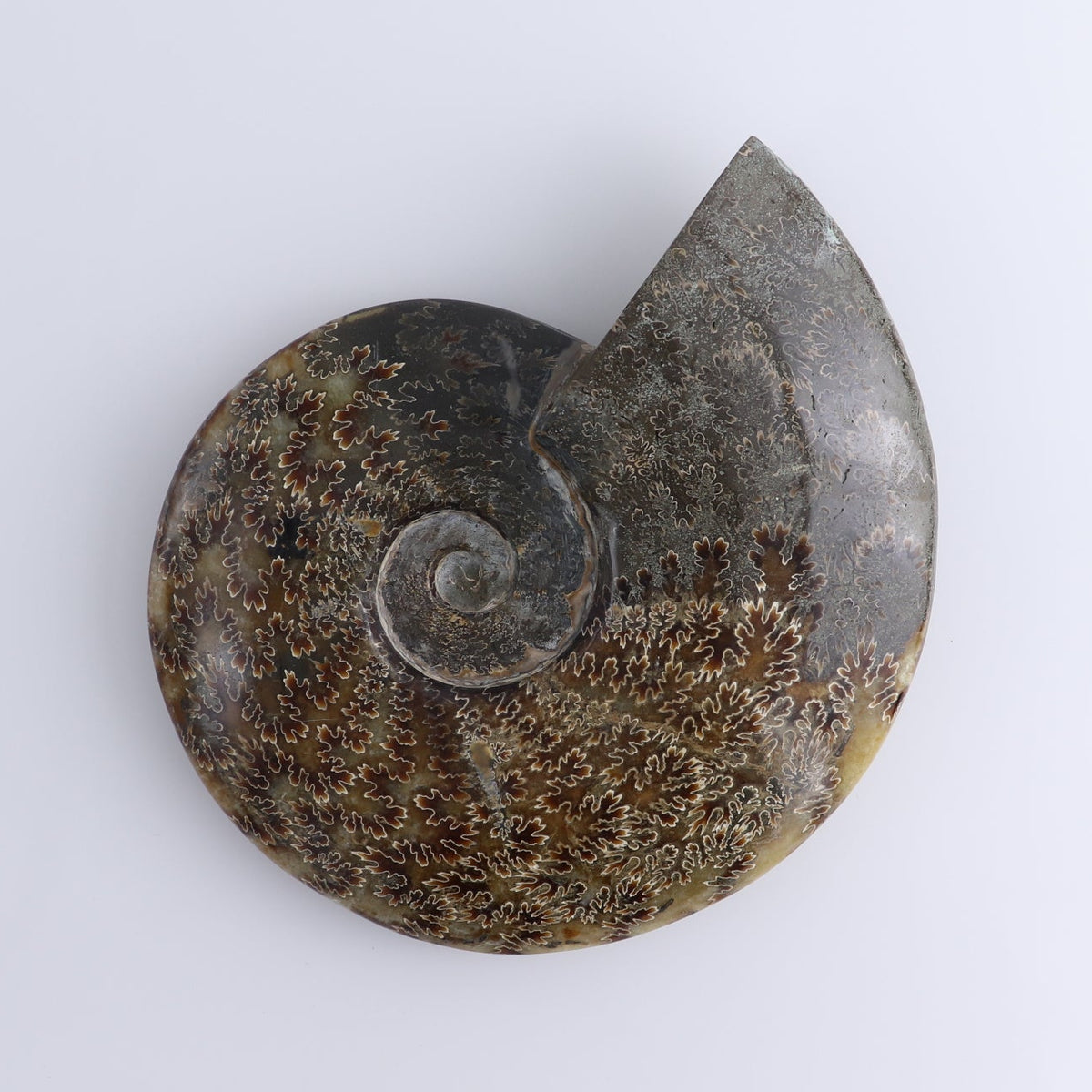 Ammonite Shell