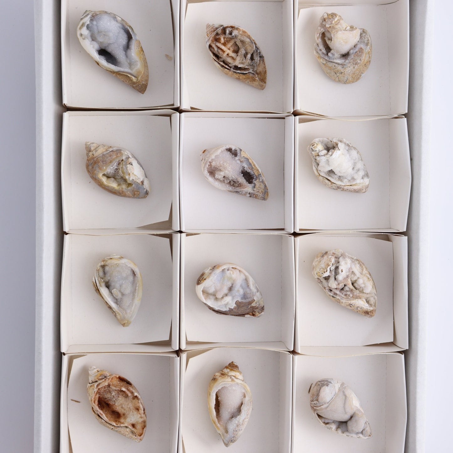 Crystalized Shells Set of 12 - Expert Wholesale and Supplier of Wholesale Crystals & Bulk Gemstones, ["Crystalized Shell","India","shell","shells"]
