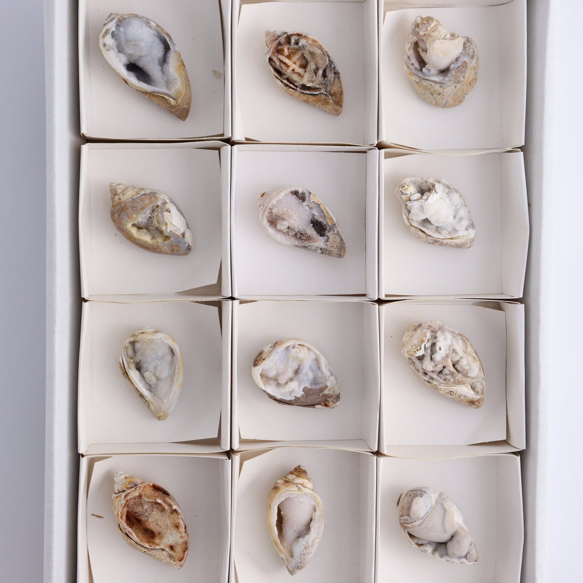 Crystalized Shells Set of 12 - Expert Wholesale and Supplier of Wholesale Crystals & Bulk Gemstones, ["Crystalized Shell","India","shell","shells"]