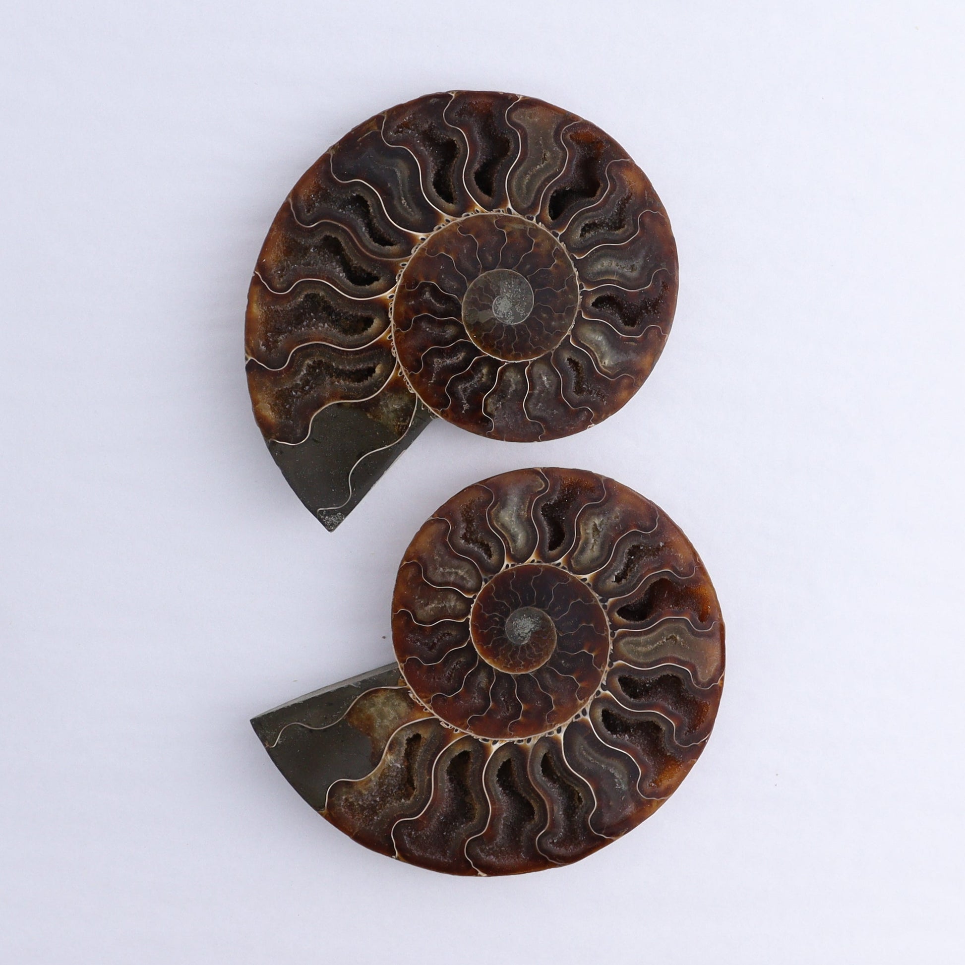 Ammonite Shells Set of 6 - Expert Wholesale and Supplier of Wholesale Crystals & Bulk Gemstones, ["Ammonite","Madagascar","shells"]