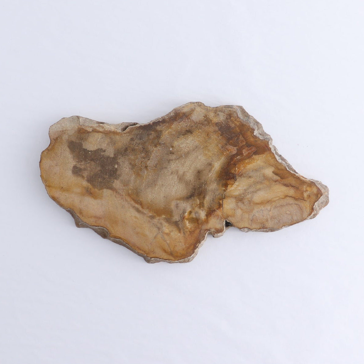 Petrified Wood Slices & Slabs Set of 3