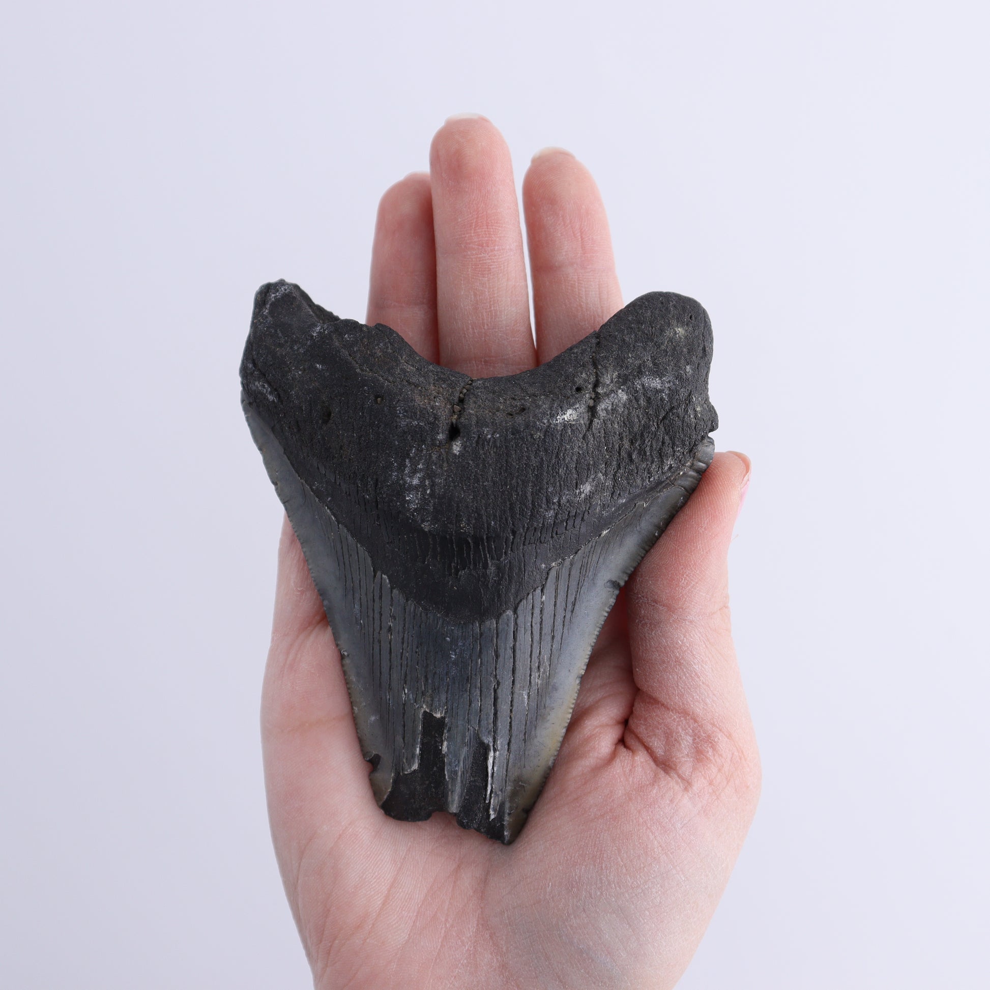 Megalodon Teeth Set of 2 - Expert Wholesale and Supplier of Wholesale Crystals & Bulk Gemstones, ["Megalodon Teeth","United States"]