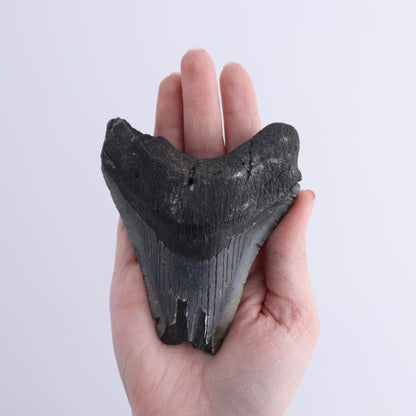 Megalodon Teeth Set of 2 - Expert Wholesale and Supplier of Wholesale Crystals & Bulk Gemstones, ["Megalodon Teeth","United States"]