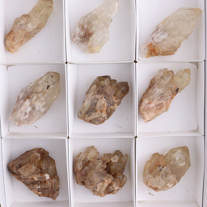 Congo Citrine Set of 12