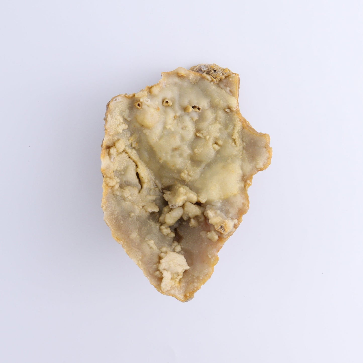 Agatized Coral Flat - Expert Wholesale and Supplier of Wholesale Crystals & Bulk Gemstones, ["Agate","Agatized Coral","Coral","United States"]