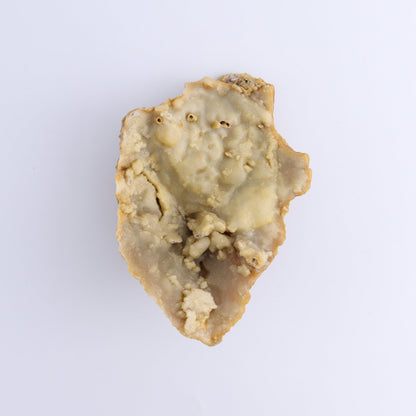 Agatized Coral Flat - Expert Wholesale and Supplier of Wholesale Crystals & Bulk Gemstones, ["Agate","Agatized Coral","Coral","United States"]